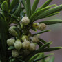 Taxushaag (Taxus baccata) close up